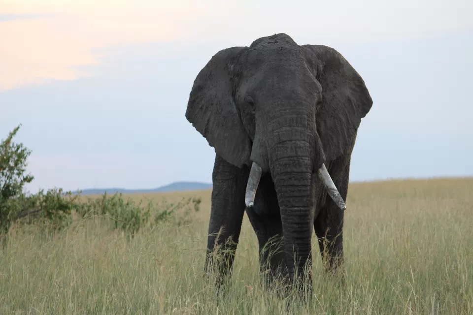 Photo of 15 Wildlife Photos To Prove Why Maasai Mara Is Called 'The Safari Mecca' Of The World by Riyanka Roy