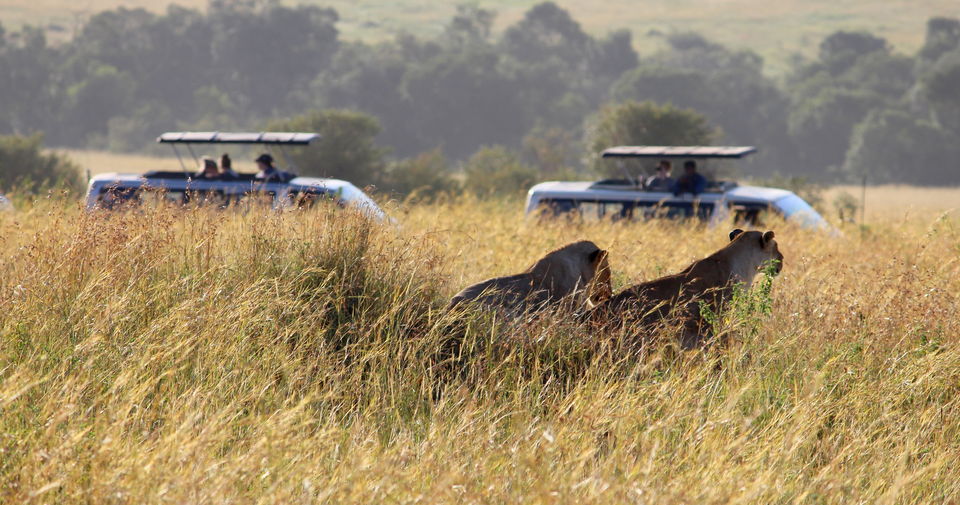 Photo of 15 Wildlife Photos To Prove Why Maasai Mara Is Called 'The Safari Mecca' Of The World by Riyanka Roy