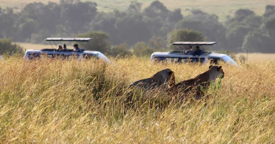 Photo of 15 Wildlife Photos To Prove Why Maasai Mara Is Called 'The Safari Mecca' Of The World by Riyanka Roy