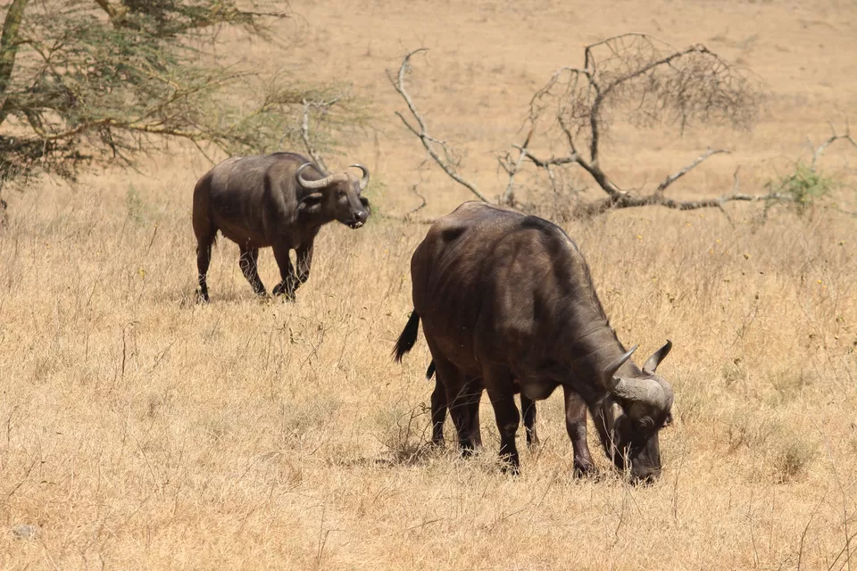 Photo of 15 Wildlife Photos To Prove Why Maasai Mara Is Called 'The Safari Mecca' Of The World by Riyanka Roy