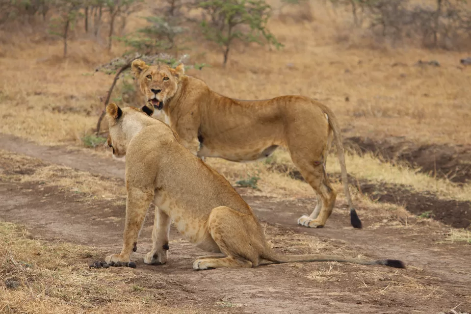 Photo of Masai Mara National Reserve, Kenya by Riyanka Roy