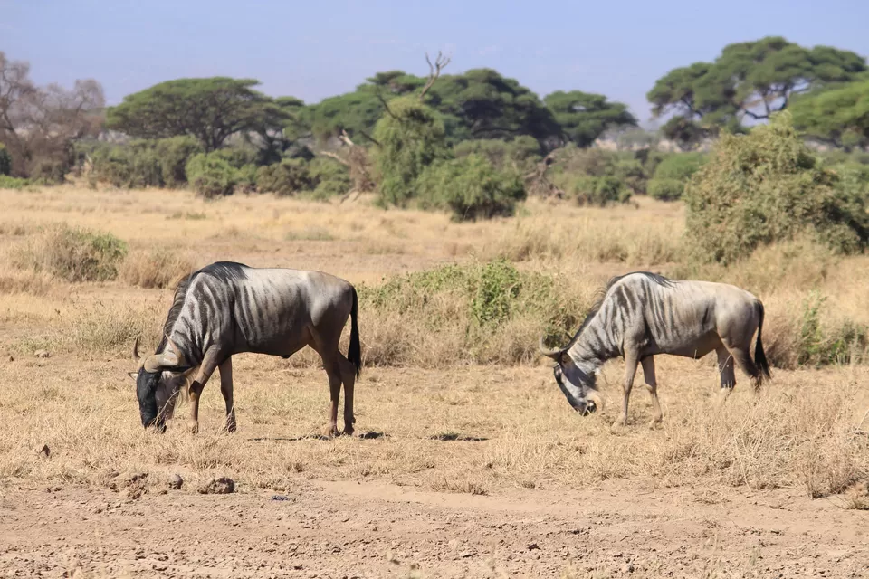 Photo of 15 Wildlife Photos To Prove Why Maasai Mara Is Called 'The Safari Mecca' Of The World by Riyanka Roy