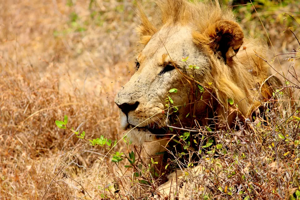 Photo of 15 Wildlife Photos To Prove Why Maasai Mara Is Called 'The Safari Mecca' Of The World by Riyanka Roy