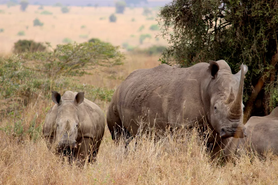 Photo of 15 Wildlife Photos To Prove Why Maasai Mara Is Called 'The Safari Mecca' Of The World by Riyanka Roy