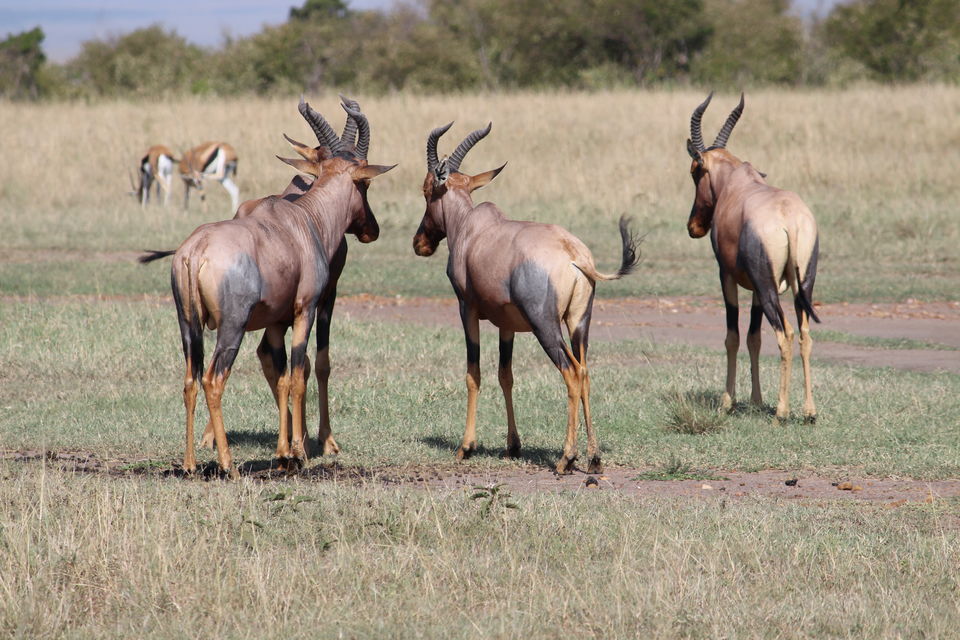 Photo of 15 Wildlife Photos To Prove Why Maasai Mara Is Called 'The Safari Mecca' Of The World by Riyanka Roy
