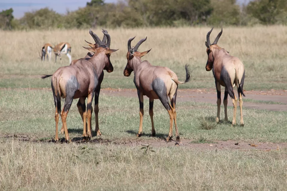 Photo of 15 Wildlife Photos To Prove Why Maasai Mara Is Called 'The Safari Mecca' Of The World by Riyanka Roy