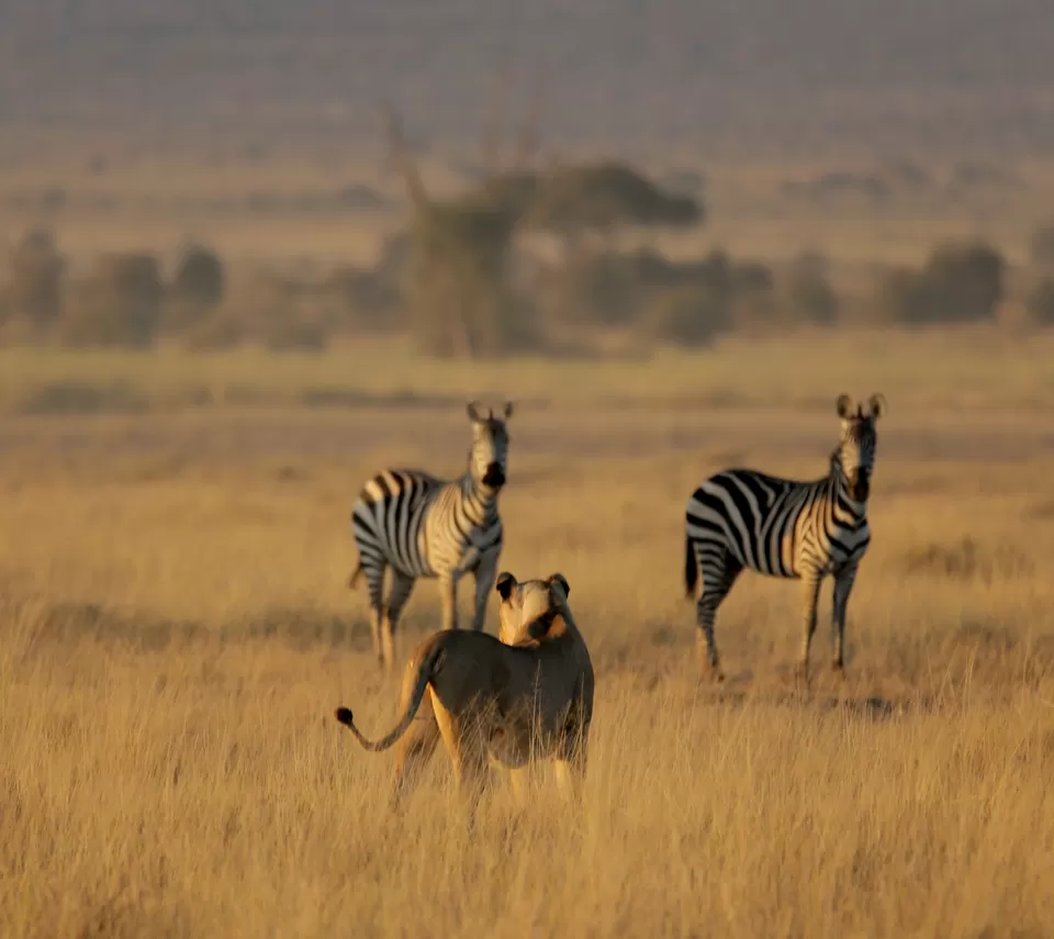 Photo of 15 Wildlife Photos To Prove Why Maasai Mara Is Called 'The Safari Mecca' Of The World by Riyanka Roy