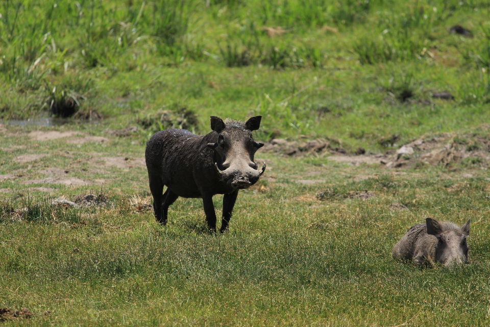 Photo of 15 Wildlife Photos To Prove Why Maasai Mara Is Called 'The Safari Mecca' Of The World by Riyanka Roy