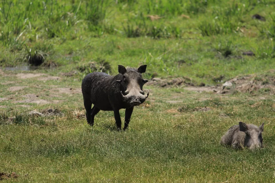 Photo of 15 Wildlife Photos To Prove Why Maasai Mara Is Called 'The Safari Mecca' Of The World by Riyanka Roy