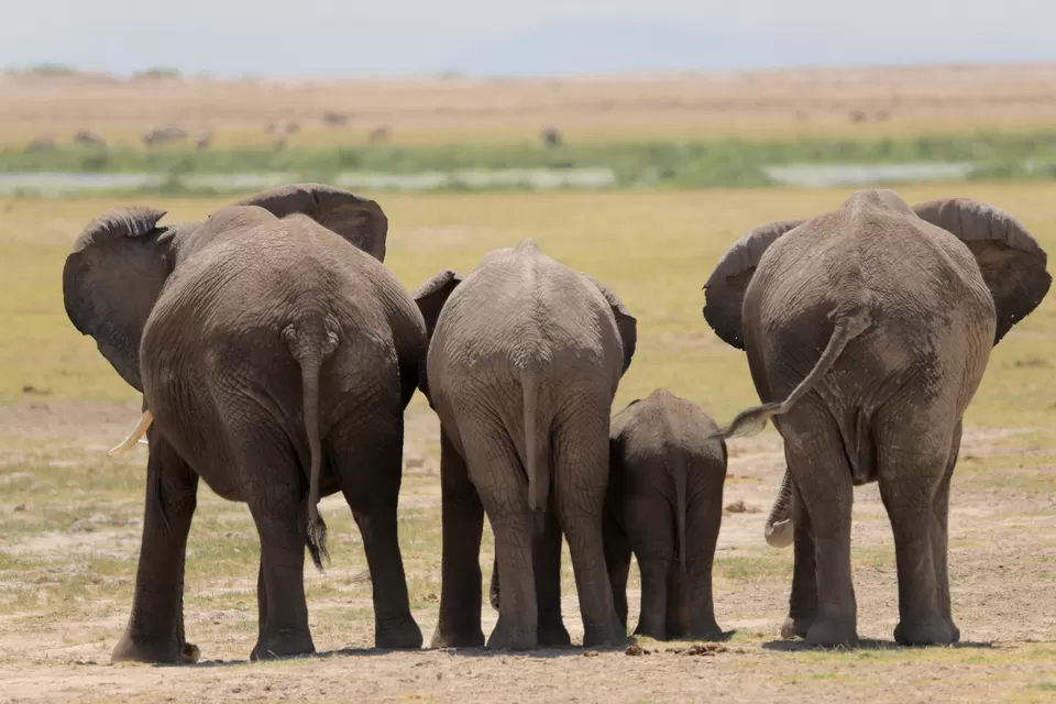 Photo of 15 Wildlife Photos To Prove Why Maasai Mara Is Called 'The Safari Mecca' Of The World by Riyanka Roy