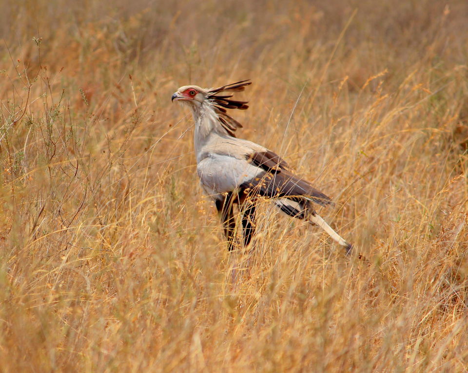 Photo of 15 Wildlife Photos To Prove Why Maasai Mara Is Called 'The Safari Mecca' Of The World by Riyanka Roy