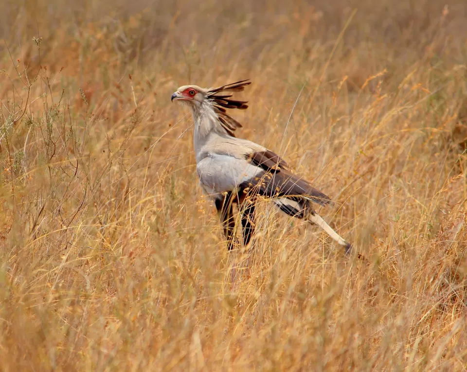 Photo of 15 Wildlife Photos To Prove Why Maasai Mara Is Called 'The Safari Mecca' Of The World by Riyanka Roy
