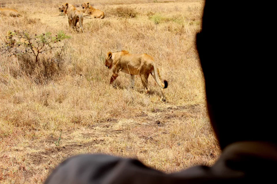 Photo of Know Why You Must Travel To Kenya At Least Once In A Lifetime! by Riyanka Roy