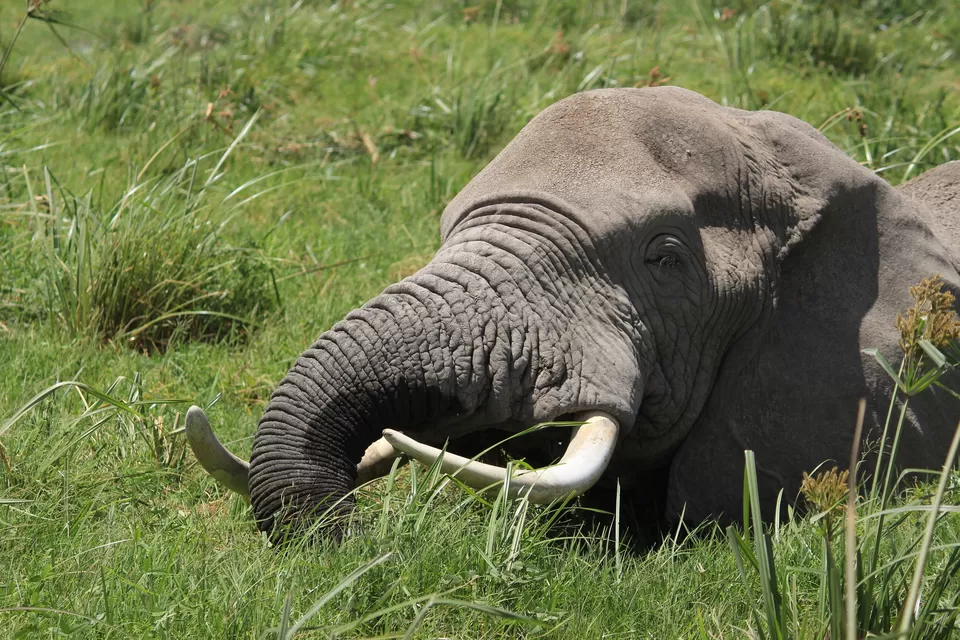 Photo of Amboseli National Park, Kenya by Riyanka Roy