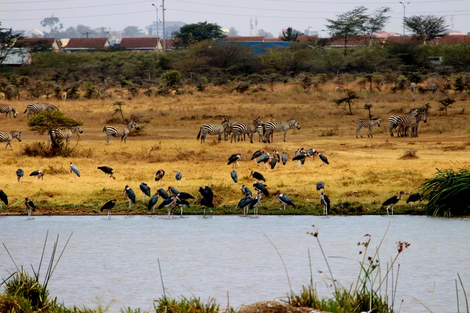 Photo of Know Why You Must Travel To Kenya At Least Once In A Lifetime! by Riyanka Roy