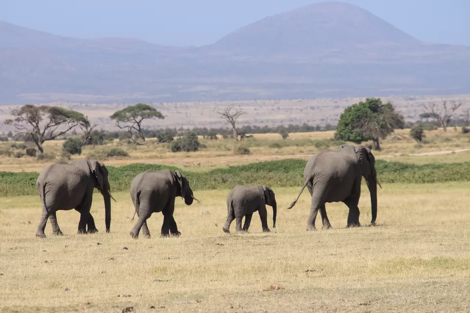 Photo of Know Why You Must Travel To Kenya At Least Once In A Lifetime! by Riyanka Roy