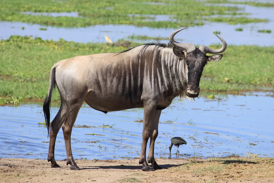 Photo of Maasai Mara National Reserve, Kenya by Riyanka Roy