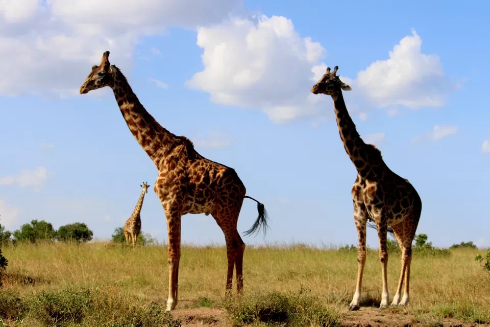 Photo of Know Why You Must Travel To Kenya At Least Once In A Lifetime! by Riyanka Roy