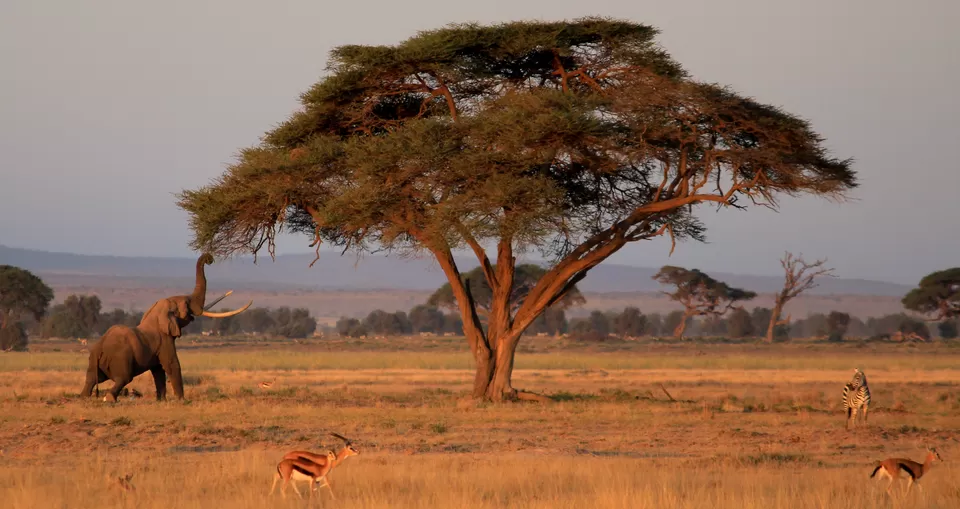 Photo of Know Why You Must Travel To Kenya At Least Once In A Lifetime! by Riyanka Roy