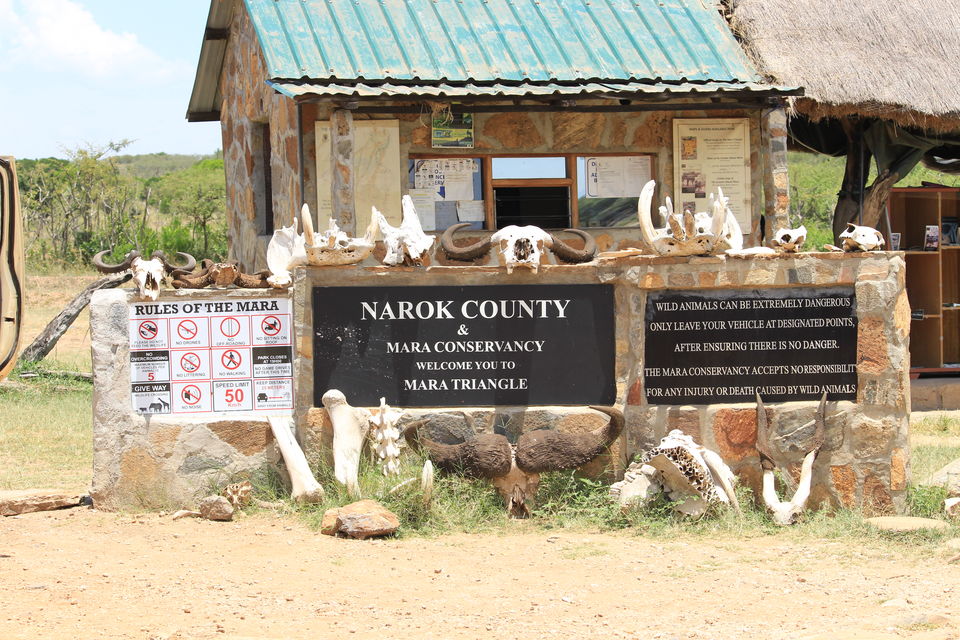 Photo of 15 Wildlife Photos To Prove Why Maasai Mara Is Called 'The Safari Mecca' Of The World 1/2 by Riyanka Roy