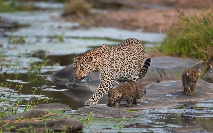 Photo of Add Yala National Park To Your Sri Lanka Bucketlist 3/6 by Riyanka Roy