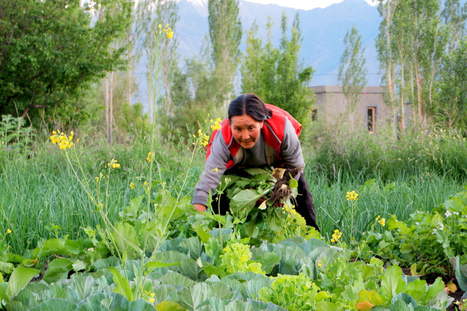 Photo of Nubra Ecolodge: Unwind Amidst Nature While Exploring The Cold Deserts of Ladakh 2/8 by Riyanka Roy