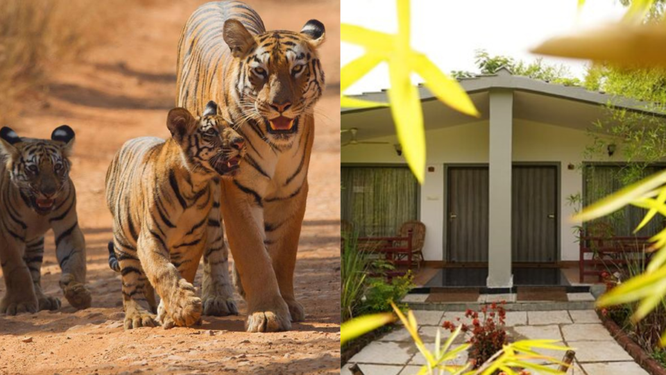 Photo of You Can Spot Tigers While Unwinding at This Wilderness Property, Just 13 Hours from Mumbai by Nishtha Nath