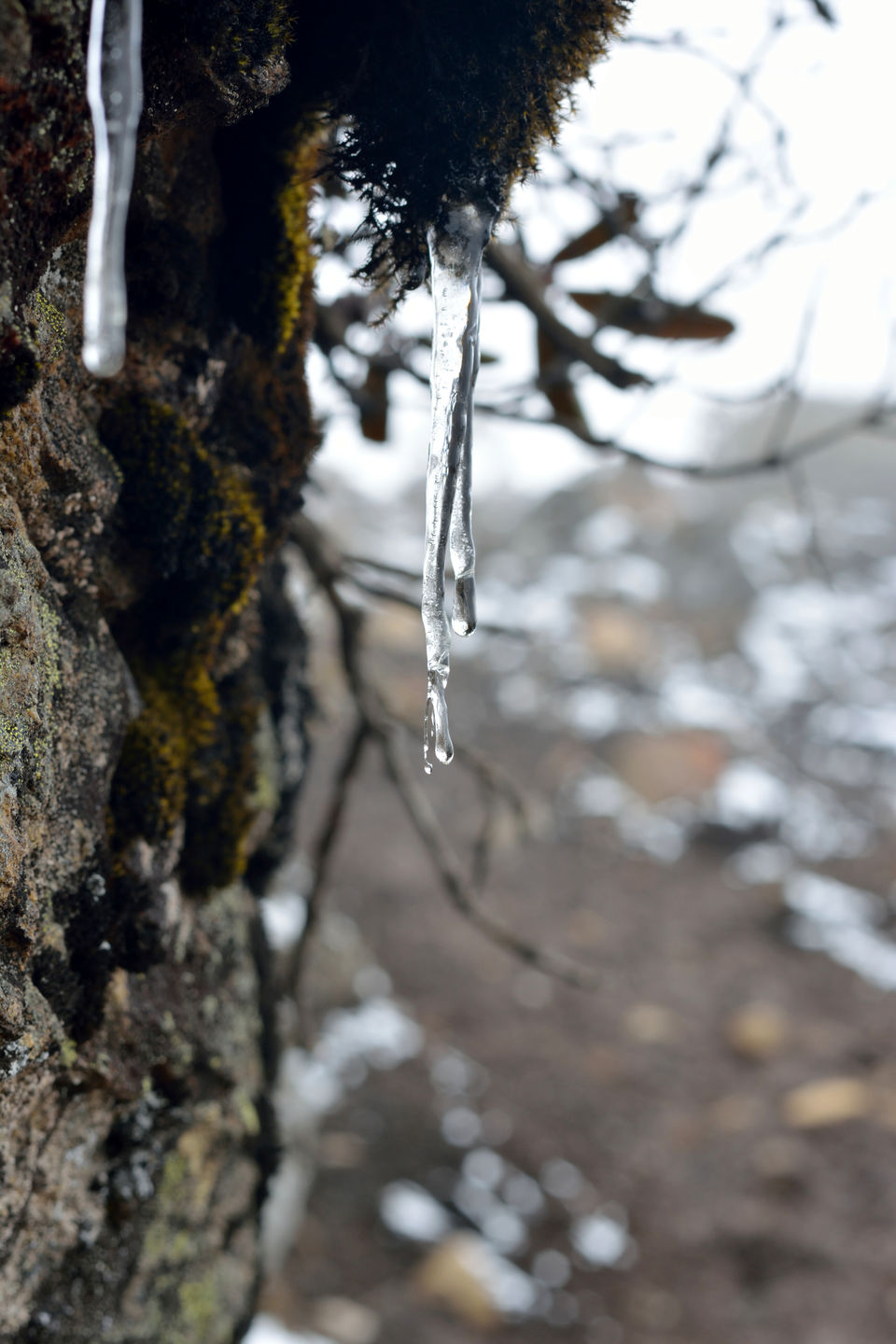 Photo of Sikkim: The Tale Of Snow Trails 18/22 by Riyanka Roy