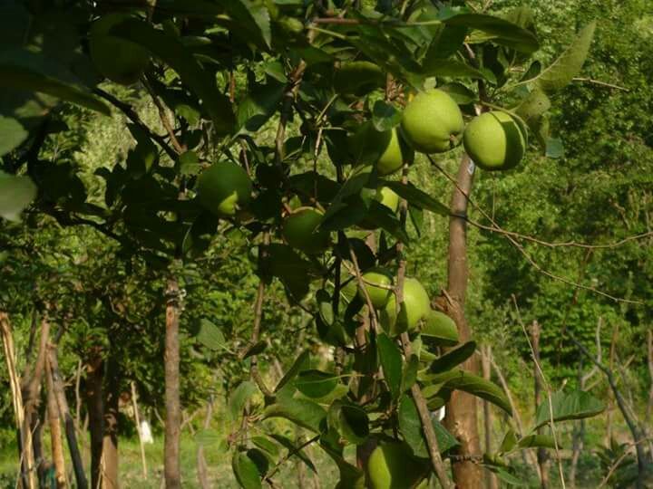 Photo of Girl GaNg ON !!! A trek to Sissu Valley in Himachal Pradesh by Vaidehi Kasat 