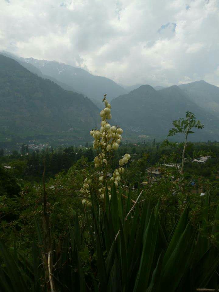 Photo of Girl GaNg ON !!! A trek to Sissu Valley in Himachal Pradesh by Vaidehi Kasat 