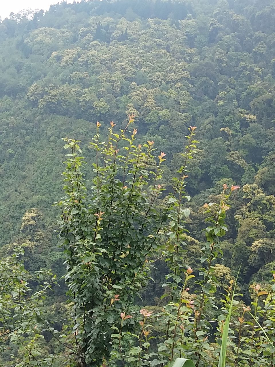 Photo of Trek to Sandakphu, the highest peak in West Bengal, India by Vaidehi Kasat