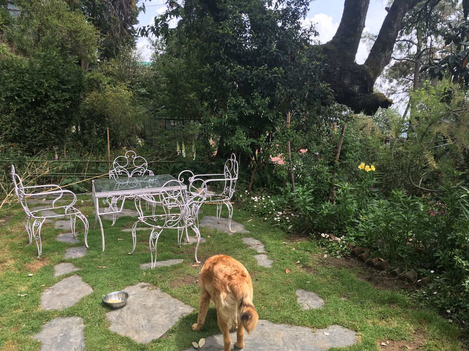Photo of Sunnymead Estate, Not Your Usual Stay In Shimla by Bedi Sisters