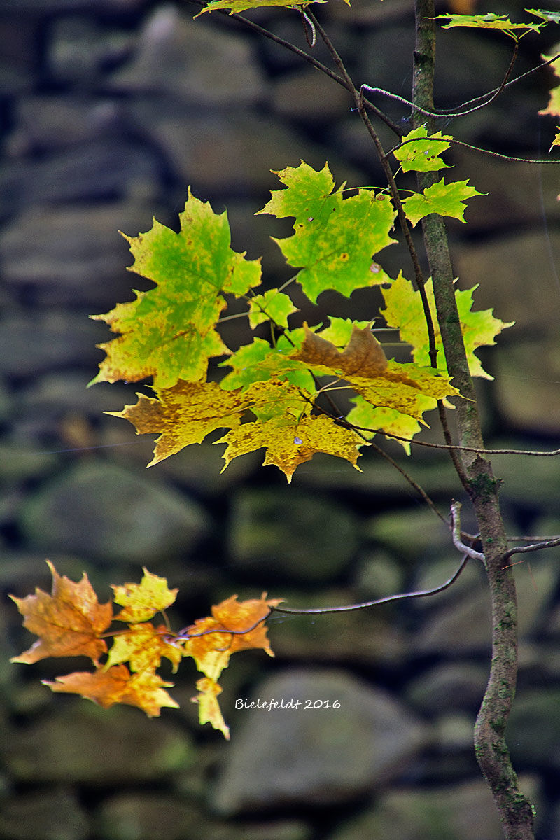 Photo of Vermont Fall Foliage Tour 3/5 by April Bielefeldt