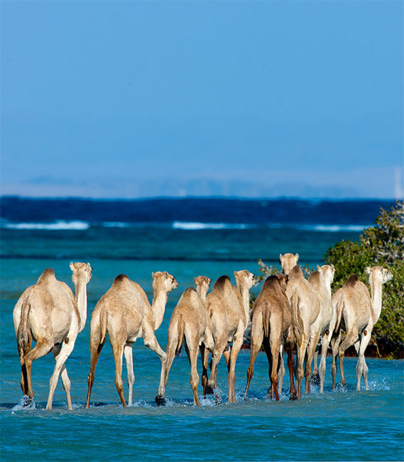 Photo of Excursões e viagens ao Mar Vermelho by Egypt Tour