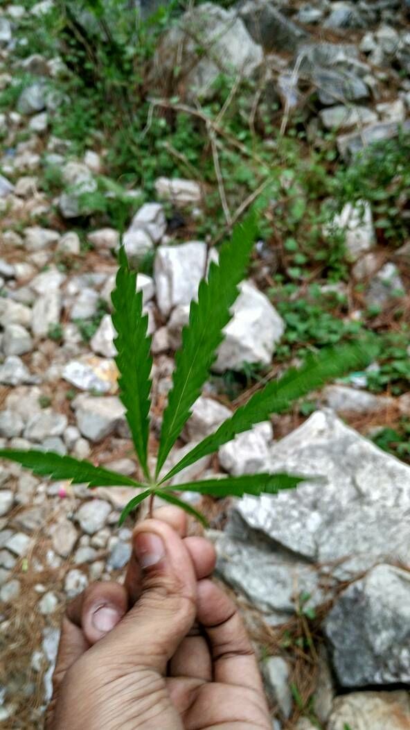 Photo of Photostory, because Kasol left us speechless. by Sejal Goyal