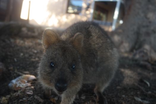 Photo of A Guide to Fremantle & Rottnest Island 6/8 by Lauren