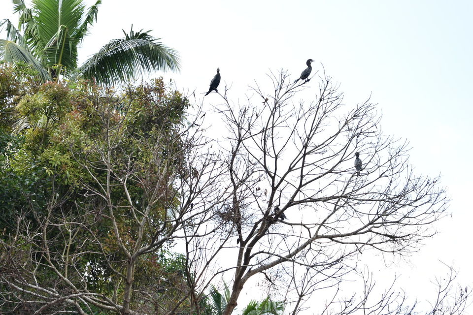 Photo of Allepey, Kerala, India by Ritesh Mohan