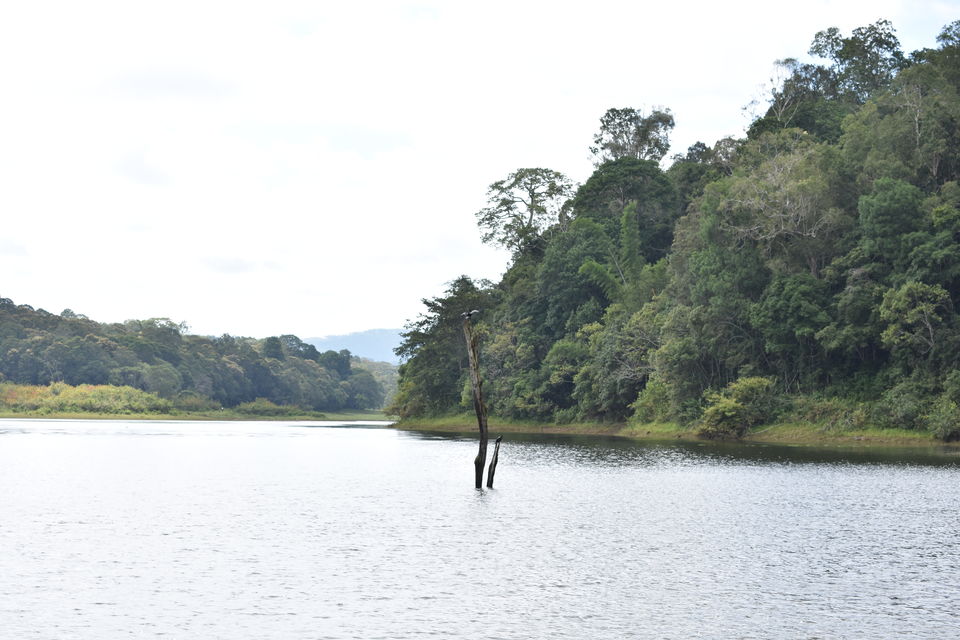 Photo of Thekkady, Kumily, Kerala, India by Ritesh Mohan