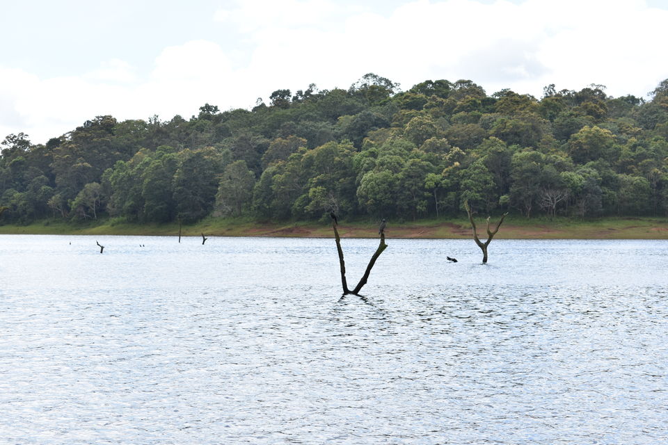 Photo of Thekkady, Kumily, Kerala, India by Ritesh Mohan