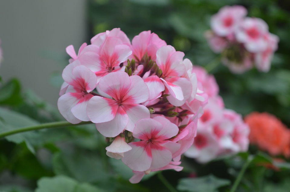 Photo of Flower Dome Singapore by Chetali Dh