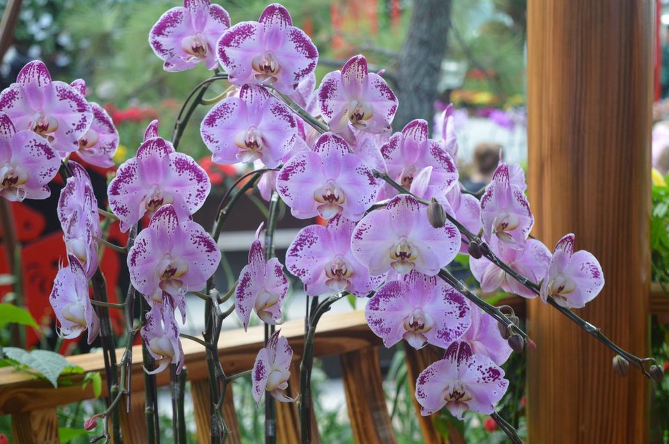 Photo of Flower Dome Singapore by Chetali Dh