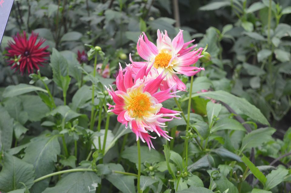 Photo of Flower Dome Singapore by Chetali Dh