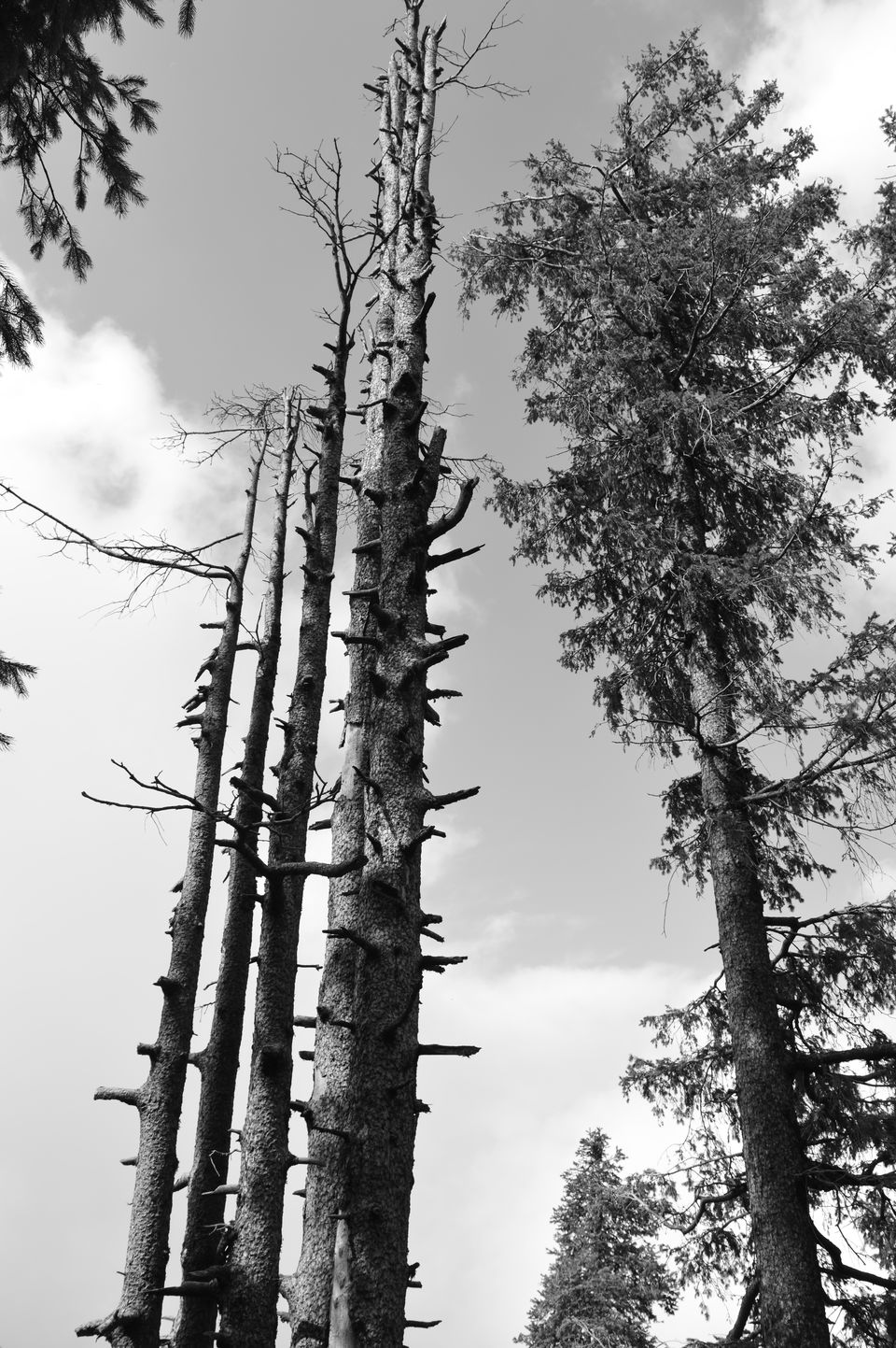 Photo of The Gems of Himachal -Dalhousie-Chamba-Khajjiar 2/3 by Chetali Dh