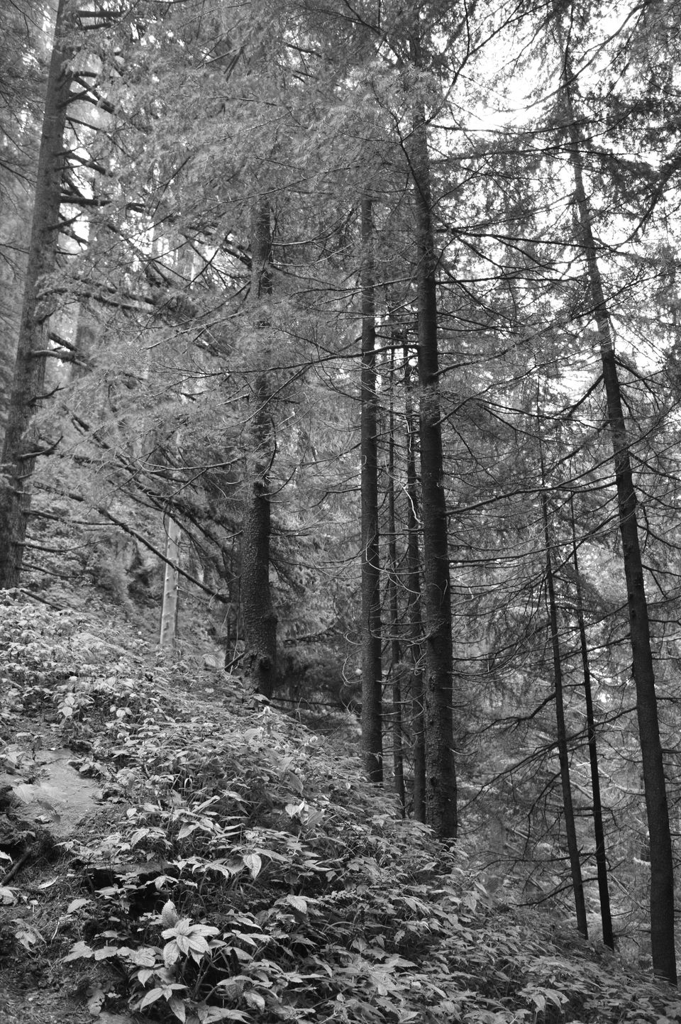 Photo of Kalatop Wildlife Sanctuary, Kalatope R.F, Himachal Pradesh, India by Chetali Dh