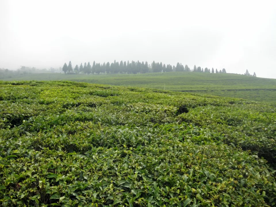 Photo of Siddhesvara Dham Road, Namchi, Sikkim, India by Chetali Dh