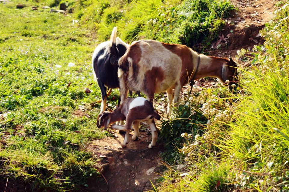 Photo of Day hike to "Changu Narayan Temple" from "Nagarkot"-Nepal by Chetali Dh