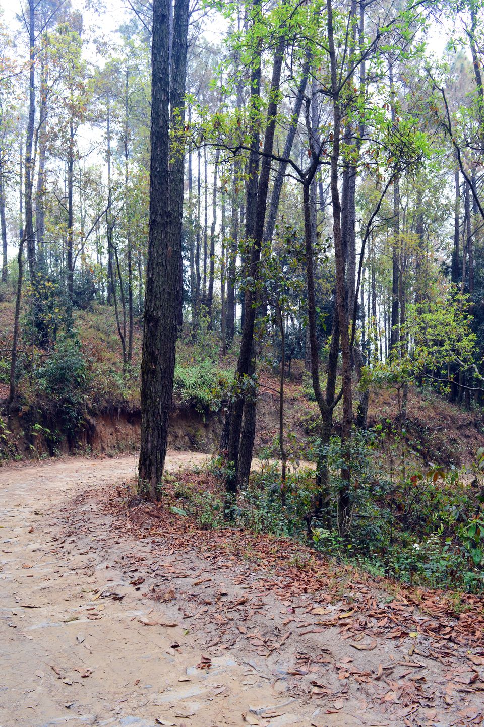Photo of Day hike to "Changu Narayan Temple" from "Nagarkot"-Nepal by Chetali Dh