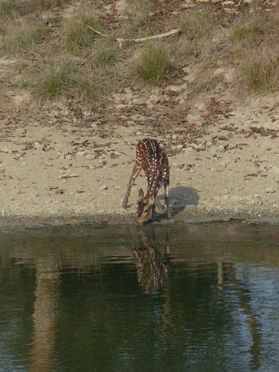 Photo of On a Quest to Spot the Fiery and Majestic Royal Bengal Tiger by Neeti Chopra
