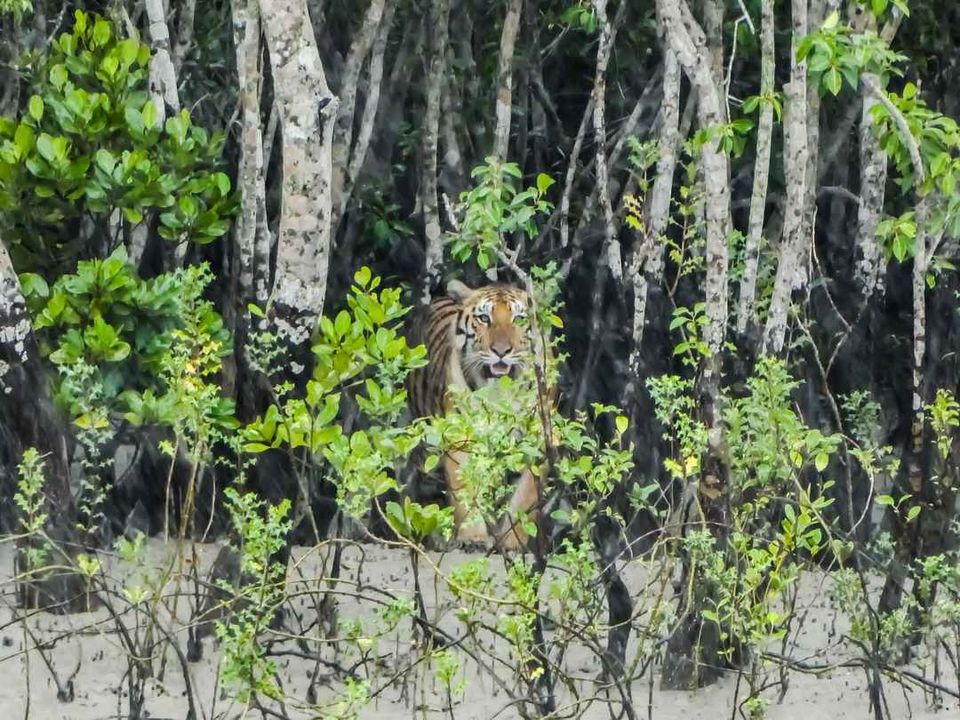 Photo of On a Quest to Spot the Fiery and Majestic Royal Bengal Tiger by Neeti Chopra