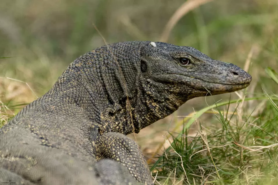 Photo of Sajnekhali Watch Tower, West Bengal, India by Sonal Agarwal